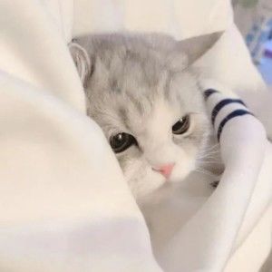 Meet your Posher, Yuming